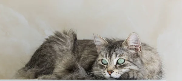 Niedliche sibirische Viehkatze im Garten, häusliches Kätzchen im Liegen — Stockfoto