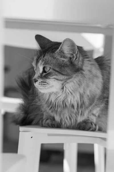 Очаровательный сибирский кот домашнего скота в помещении, домашний котёнок — стоковое фото