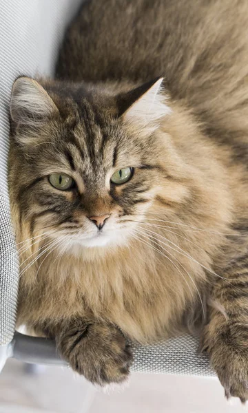 Cirmos szibériai macska az állatállomány fedett, házi cica — Stock Fotó