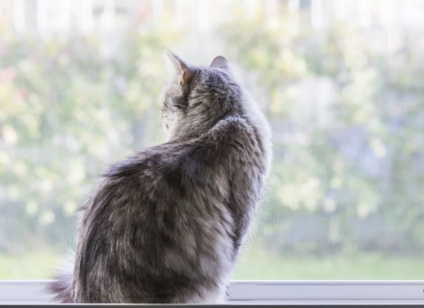 Краса кошеня біля вікна, дивлячись на відкритому повітрі. Сибірський порода кішки — стокове фото