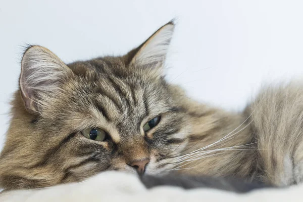 Gatito macho de pelo largo, mirando al aire libre. Raza siberiana de gato — Foto de Stock