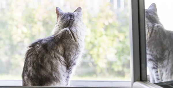 Ładny kotek w okno, patrząc z zewnątrz. Rasy syberyjski kot — Zdjęcie stockowe