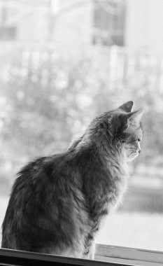 Meraklı kedi pencerede açık arıyor. Sibirya doğurmak-in kedi