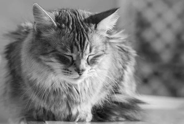 Gato siberiano adorável de gado, gatinho hipoalergênico de cabelos longos deitado em relaxar — Fotografia de Stock