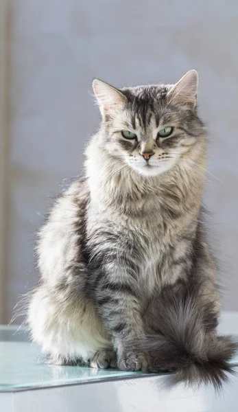 Schöne sibirische Viehkatze, langhaariges hypoallergenes Kätzchen — Stockfoto