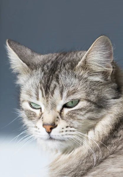 Великолепный сибирский кот скота, длинноволосый гипоаллергенный котёнок — стоковое фото