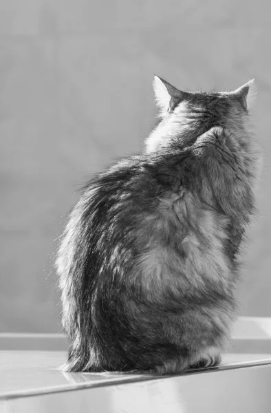 Lovable siberian cat of livestock, long haired hypoallergenic kitten — Stock Photo, Image