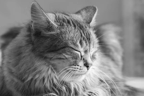 Dulce gato siberiano de ganado, pelo hipoalergénico gatito con color gris en relajarse — Foto de Stock