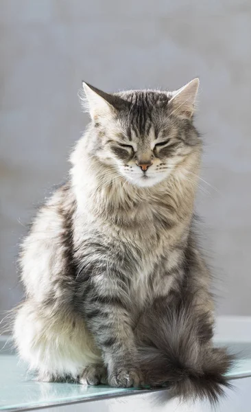 Hayvancılık, uzun saçlı hipoalerjenik yavru kedi kürklü siberian kedi — Stok fotoğraf