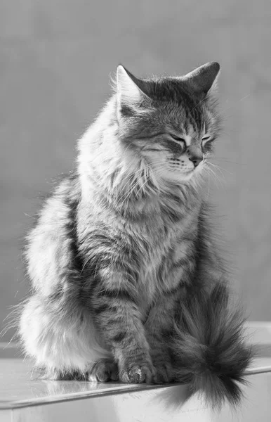 Adorable gato siberiano de plata de ganado, gatito hipoalergénico de pelo largo —  Fotos de Stock