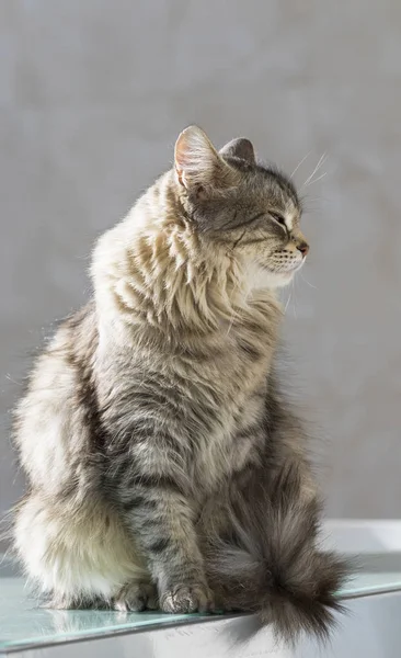 Kot syberyjski kobiece zwierząt gospodarskich, długowłosy kotek dla alergików — Zdjęcie stockowe