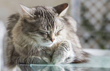 Hayvancılık, uzun saçlı hipoalerjenik yavru kedi gri siberian kedi. Safkan hayvan