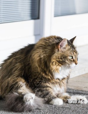 Hayvancılık, uzun saçlı hipoalerjenik yavru kedi dişi tekir siberian kedi