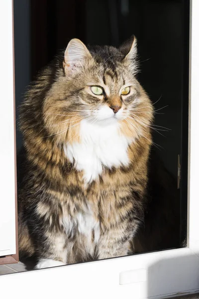 Gato siberiano marrom tabby de gado, gatinho hipoalergênico de cabelos longos — Fotografia de Stock