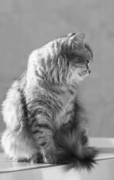 Adorable siberian cat of livestock, long haired hypoallergenic grey kitten — Stock Photo, Image