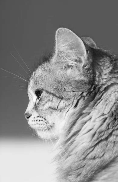 Προφίλ της Σιβηρίας γάτα του ζωικού κεφαλαίου, μακρυμάλλη υποαλλεργικό γατάκι — Φωτογραφία Αρχείου