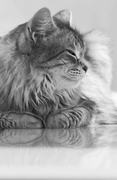 Μικρή γάτα Σιβηρίας του ζωικού κεφαλαίου, μακρυμάλλη υποαλλεργικό γατάκι — Φωτογραφία Αρχείου