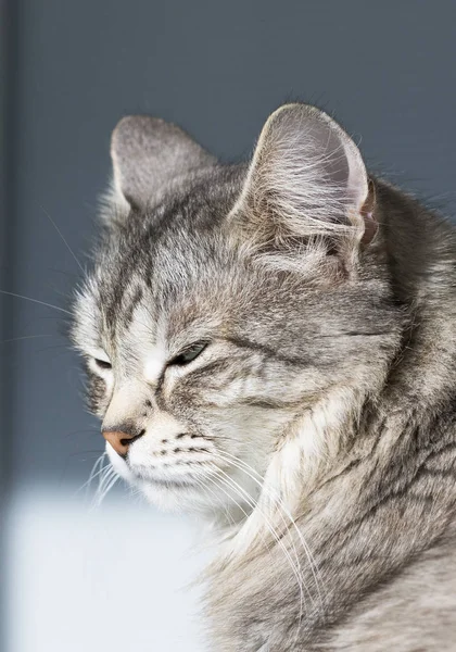 Симпатичный сибирский кот скота, длинноволосый серебряный котенок — стоковое фото