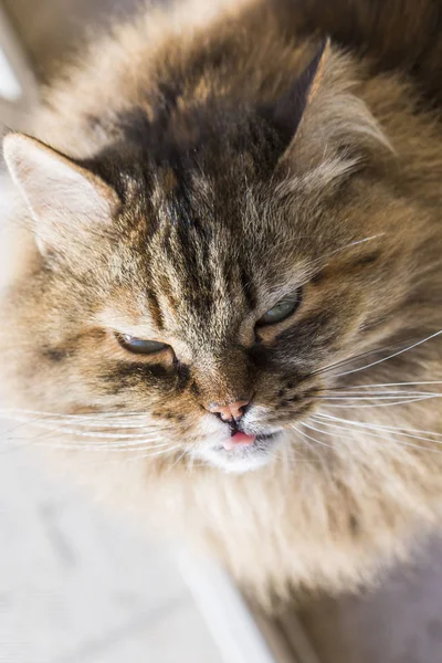 Adorável siberiano gato de gado, cabelos longos hipoalergênico gatinho lambendo lábios — Fotografia de Stock