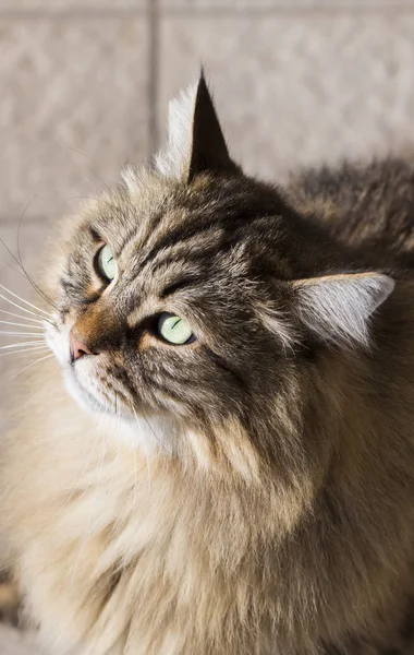 Chat sibérien mâle du bétail, chaton hypoallergénique aux cheveux longs — Photo