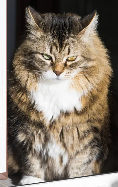 Adorable gatito siberiano de ganado, gato hipoalergénico de pelo largo — Foto de Stock