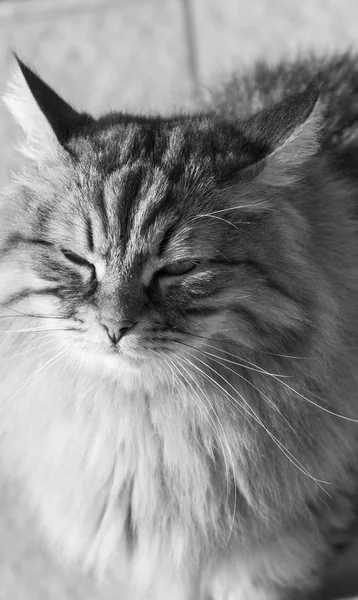 Αξιολάτρευτο Σιβηρίας γάτα του ζωικού κεφαλαίου, μαλλιά Υποαλλεργικό ζώα — Φωτογραφία Αρχείου