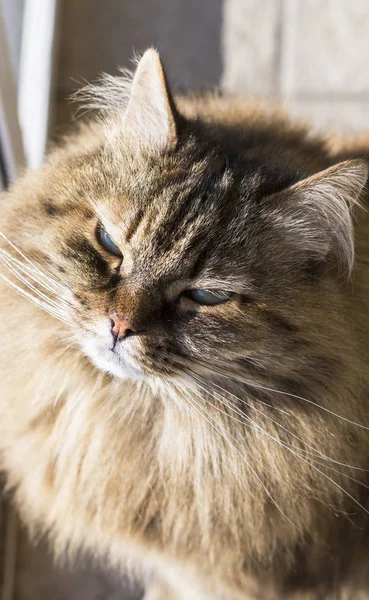 Rozkošná kočička dobytka, dlouhé vlasy hypoalergenní kotě — Stock fotografie
