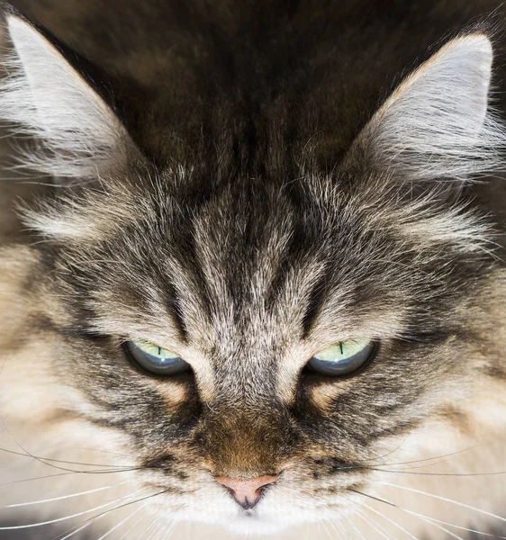 Adorabile gatto siberiano in primo piano, gattino ipoallergenico dai capelli lunghi — Foto Stock