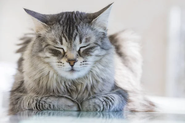 Gato siberiano cinza de gado, gatinho hipoalergênico de cabelos longos em relaxar ao ar livre — Fotografia de Stock