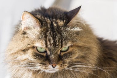 Hayvancılık, kahverengi saçlı hipoalerjenik kedi dişi Sibirya yavru kedi