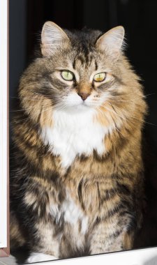 Hayvancılık, uzun saçlı kahverengi beyaz kedi yavrusu güzel siberian kedi