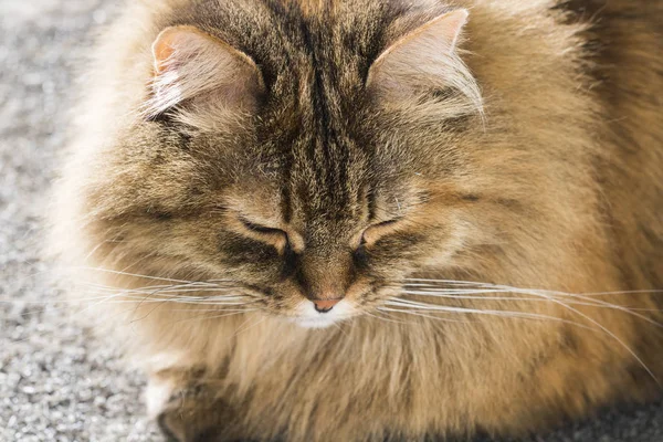 Tender cat of livestock, hypoallergenic siberian kitten — Stock Photo, Image