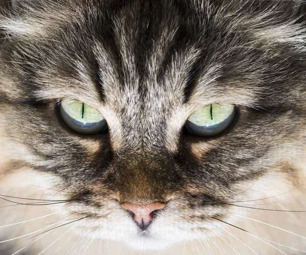 Çok güzel siberian kedi gözleri, uzun saçlı hipoalerjenik yavru kedi — Stok fotoğraf