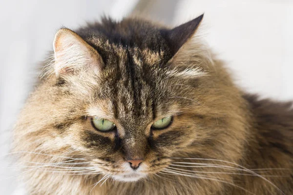 Kvinnliga siberian kattunge av boskap, Brun haired allergivänliga katt — Stockfoto