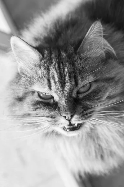 Fluffy siberian pet of livestock, long haired hypoallergenic cat — Stock Photo, Image