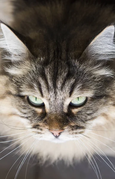 可爱的西伯利亚猫脸, 棕色胖乎乎的头发低过敏性小猫 — 图库照片