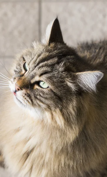 Rozkošný sibiřská kočka dobytka, dlouhé vlasy hypoalergenní mužské kotě — Stock fotografie