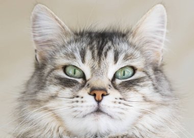 Güzel uzun saçlı kedi Sibirya doğurmak. Hayvancılık, hipoalerjenik yavru kedi, Sevimli evcil hayvan