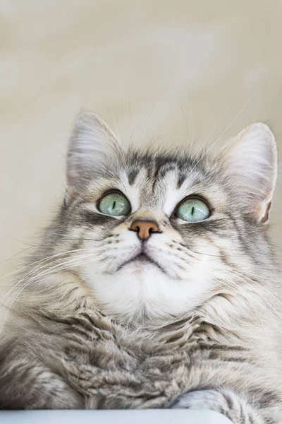 Hermoso gato de pelo largo de raza siberiana. Adorable mascota de ganado, gatito hipoalergénico mirando hacia arriba — Foto de Stock