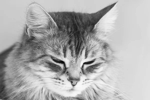 Прекрасний волохатий кіт сибірської породи. Чарівний домашній улюбленець худоби, гіпоалергенний кошеня — стокове фото