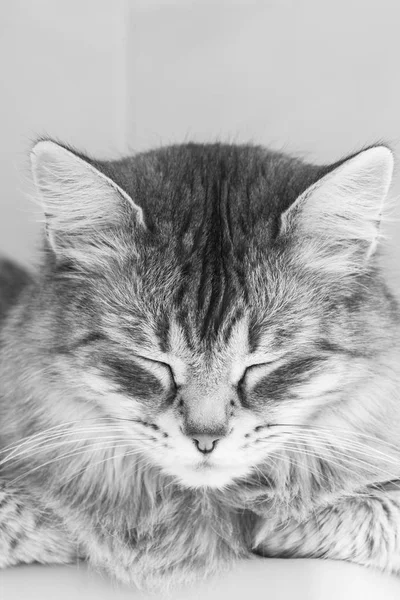 Bellissimo gatto dai capelli lunghi di razza siberiana.Adorabile animale domestico di bestiame, gattino ipoallergenico in relax — Foto Stock