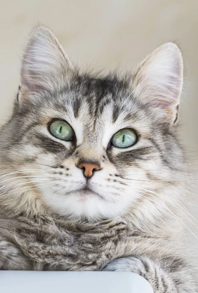 Gato de pelo largo de raza siberiana.Adorable mascota de ganado, pequeño gatito hipoalergénico —  Fotos de Stock