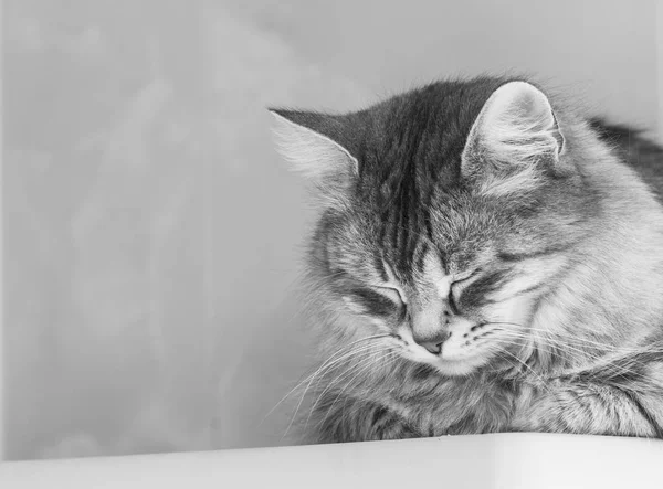 Hermoso gato de pelo largo de raza siberiana.Adorable animal de ganado, gatito hipoalergénico — Foto de Stock