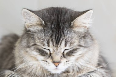 Şirin kedi yavrusu Sibirya doğurmak. Hayvancılık, hipoalerjenik kedi, Sevimli evcil hayvan