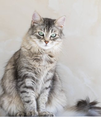 Güzel uzun saçlı kedi Sibirya doğurmak. Hayvancılık, hipoalerjenik hayvan Sevimli evcil hayvanım