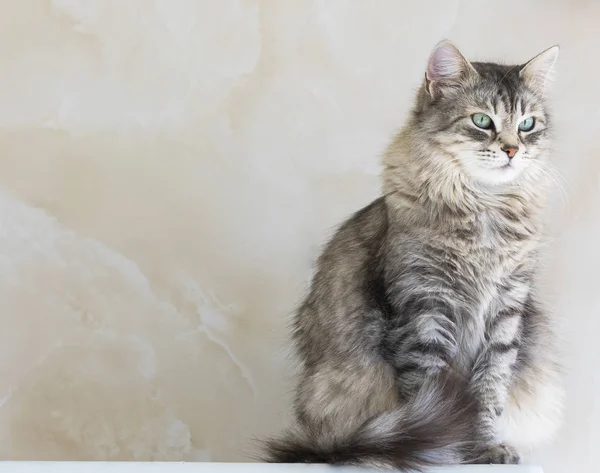 西伯利亚品种的美丽的长头发猫。牲畜可爱的宠物, 低过敏性 — 图库照片