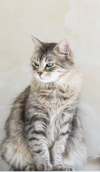 Όμορφα μαλλιά γάτα Σιβηρίας της φυλής. Αξιολάτρευτο κατοικίδιο ζώο των ζώων, υποαλλεργικό γατάκι — Φωτογραφία Αρχείου