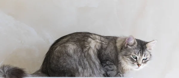 Piękny długowłosy kot rasy syberyjskiej. Zwierzątko adorable zwierząt gospodarskich, hipoalergiczne kotek — Zdjęcie stockowe
