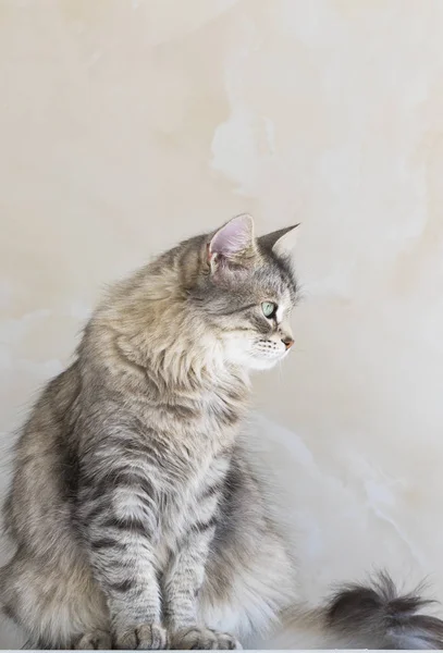 Tender gato de cabelos longos da raça siberiana.Adorável animal de estimação de gado, gatinho hipoalergênico — Fotografia de Stock