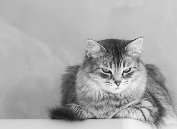 シベリア原産の長い髪猫。家畜、低刺激性の子猫の愛らしいペット — ストック写真